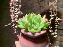 Load image into Gallery viewer, Set P (rooted with pot) | 组合P (已服盆)