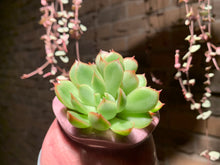 Load image into Gallery viewer, Set P (rooted with pot) | 组合P (已服盆)