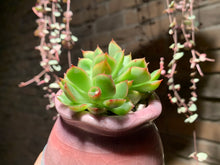 Load image into Gallery viewer, Set P (rooted with pot) | 组合P (已服盆)