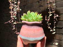 Load image into Gallery viewer, Set P (rooted with pot) | 组合P (已服盆)