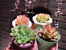 Load image into Gallery viewer, Set P (rooted with pot) | 组合P (已服盆)