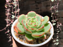 Load image into Gallery viewer, Set Q (rooted with pot) | 组合Q (已服盆)