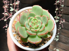 Load image into Gallery viewer, Set Q (rooted with pot) | 组合Q (已服盆)