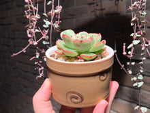 Load image into Gallery viewer, Set Q (rooted with pot) | 组合Q (已服盆)