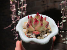 Load image into Gallery viewer, Set Q (rooted with pot) | 组合Q (已服盆)