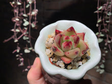 Load image into Gallery viewer, Set Q (rooted with pot) | 组合Q (已服盆)