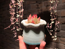 Load image into Gallery viewer, Set Q (rooted with pot) | 组合Q (已服盆)