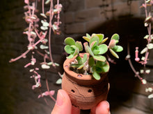 Load image into Gallery viewer, Set Q (rooted with pot) | 组合Q (已服盆)