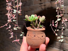 Load image into Gallery viewer, Set Q (rooted with pot) | 组合Q (已服盆)