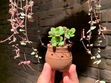 Load image into Gallery viewer, Set Q (rooted with pot) | 组合Q (已服盆)