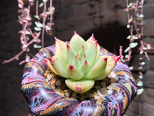 Load image into Gallery viewer, Set Q (rooted with pot) | 组合Q (已服盆)