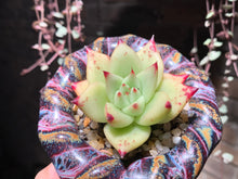 Load image into Gallery viewer, Set Q (rooted with pot) | 组合Q (已服盆)