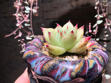 Load image into Gallery viewer, Set Q (rooted with pot) | 组合Q (已服盆)