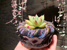 Load image into Gallery viewer, Set Q (rooted with pot) | 组合Q (已服盆)