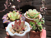 Load image into Gallery viewer, Set Q (rooted with pot) | 组合Q (已服盆)