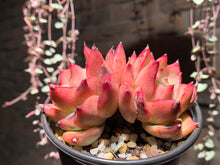 Load image into Gallery viewer, Set R (rooted with pot) | 组合R (已服盆)