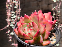 Load image into Gallery viewer, Set R (rooted with pot) | 组合R (已服盆)