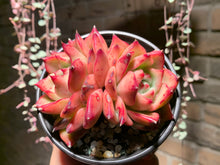 Load image into Gallery viewer, Set R (rooted with pot) | 组合R (已服盆)