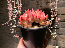 Load image into Gallery viewer, Set R (rooted with pot) | 组合R (已服盆)