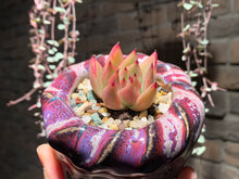 Load image into Gallery viewer, Set R (rooted with pot) | 组合R (已服盆)