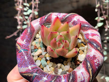 Load image into Gallery viewer, Set R (rooted with pot) | 组合R (已服盆)