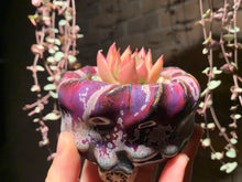 Load image into Gallery viewer, Set R (rooted with pot) | 组合R (已服盆)