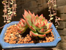 Load image into Gallery viewer, Set R (rooted with pot) | 组合R (已服盆)