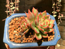 Load image into Gallery viewer, Set R (rooted with pot) | 组合R (已服盆)