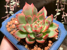 Load image into Gallery viewer, Set R (rooted with pot) | 组合R (已服盆)