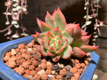 Load image into Gallery viewer, Set R (rooted with pot) | 组合R (已服盆)