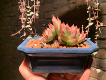 Load image into Gallery viewer, Set R (rooted with pot) | 组合R (已服盆)