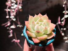 Load image into Gallery viewer, Set R (rooted with pot) | 组合R (已服盆)