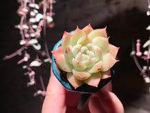 Load image into Gallery viewer, Set R (rooted with pot) | 组合R (已服盆)