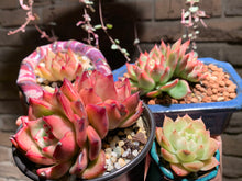 Load image into Gallery viewer, Set R (rooted with pot) | 组合R (已服盆)