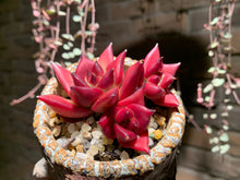 Load image into Gallery viewer, Set S (rooted with pot) | 组合S (已服盆)