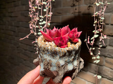 Load image into Gallery viewer, Set S (rooted with pot) | 组合S (已服盆)