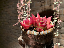 Load image into Gallery viewer, Set S (rooted with pot) | 组合S (已服盆)