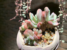 Load image into Gallery viewer, Set S (rooted with pot) | 组合S (已服盆)