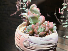 Load image into Gallery viewer, Set S (rooted with pot) | 组合S (已服盆)