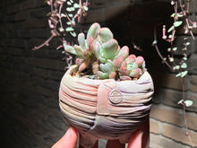 Load image into Gallery viewer, Set S (rooted with pot) | 组合S (已服盆)