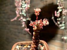 Load image into Gallery viewer, Set S (rooted with pot) | 组合S (已服盆)