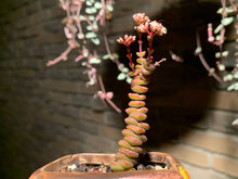 Load image into Gallery viewer, Set S (rooted with pot) | 组合S (已服盆)