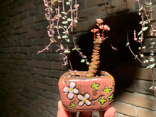 Load image into Gallery viewer, Set S (rooted with pot) | 组合S (已服盆)