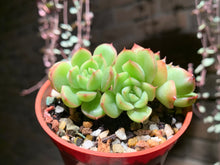 Load image into Gallery viewer, Set S (rooted with pot) | 组合S (已服盆)