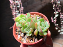 Load image into Gallery viewer, Set S (rooted with pot) | 组合S (已服盆)