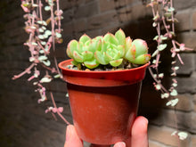 Load image into Gallery viewer, Set S (rooted with pot) | 组合S (已服盆)