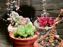 Load image into Gallery viewer, Set S (rooted with pot) | 组合S (已服盆)