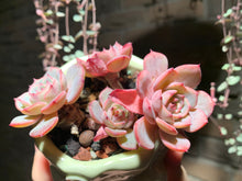 Load image into Gallery viewer, Set T (rooted with pot) | 组合T (已服盆)