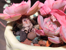 Load image into Gallery viewer, Set T (rooted with pot) | 组合T (已服盆)