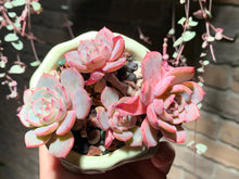 Load image into Gallery viewer, Set T (rooted with pot) | 组合T (已服盆)